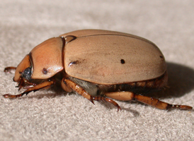 Grapevine Beetle Grapevine Beetle